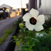 日の丸みたいに