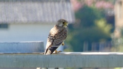 チョウゲンボウ〜片足にぎって