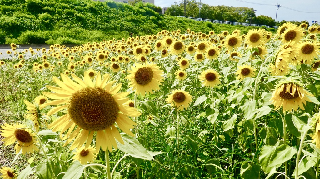 ひまわり