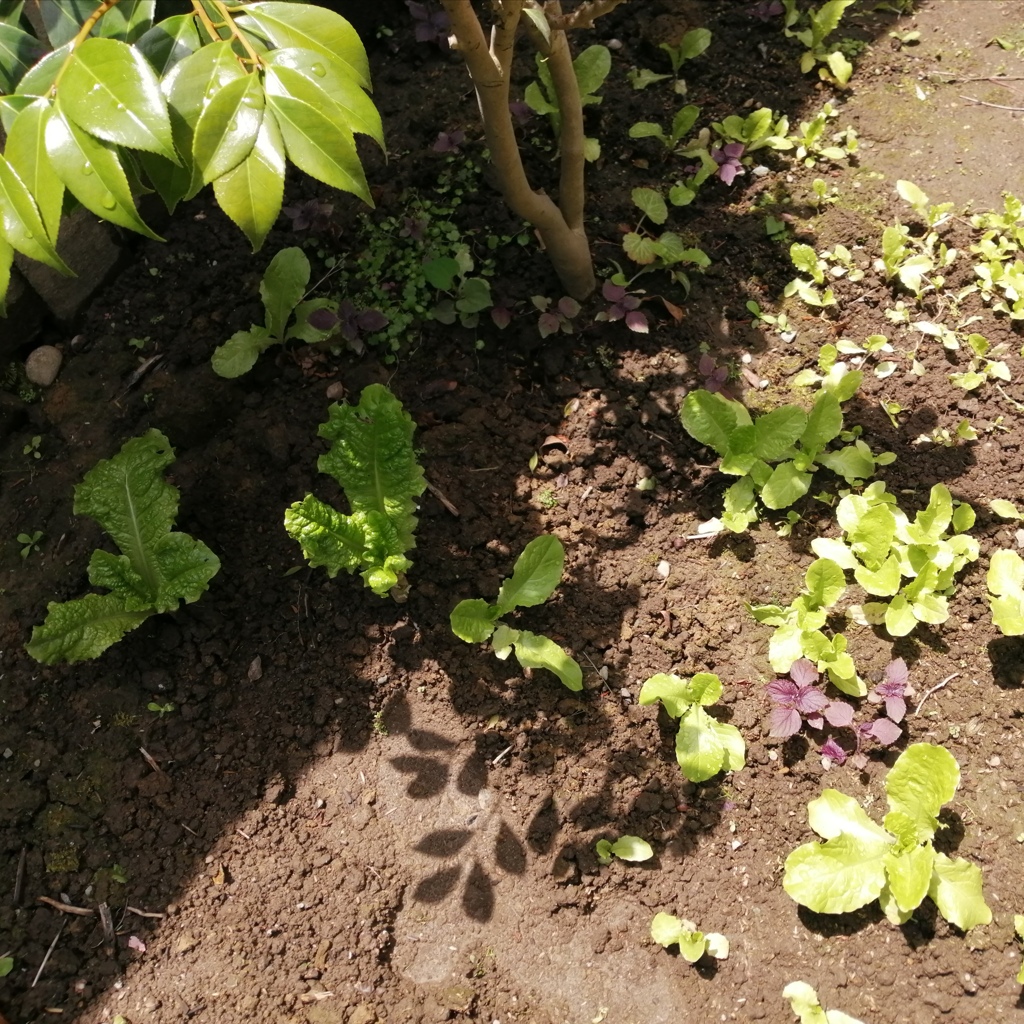 勝手に発芽してたサンチュ
