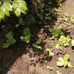 勝手に発芽してたサンチュ