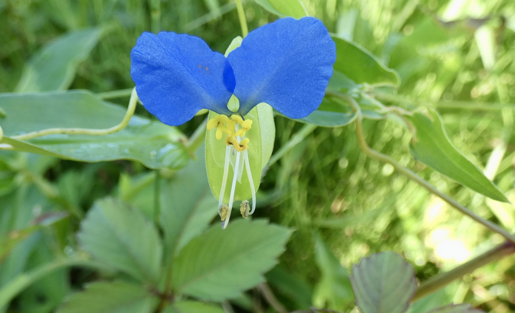 露草