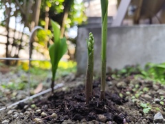 すずらん
