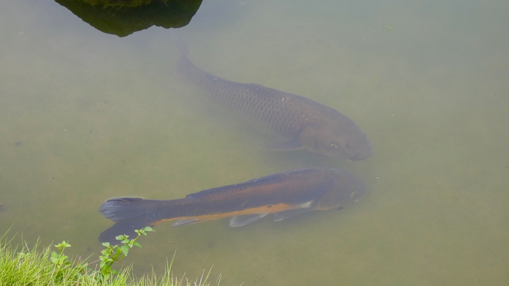 濁り池に鯉