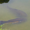 濁り池に鯉