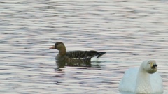 マガンちゃんと大白鳥さん