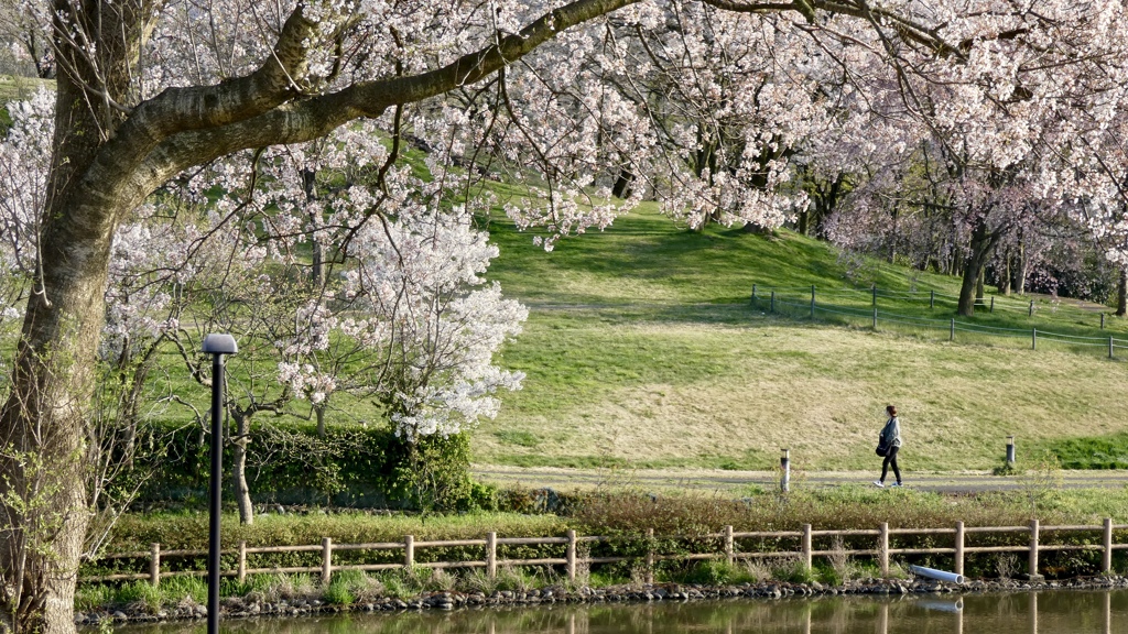 桜の公園