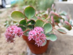 ミセバヤ…花の頃