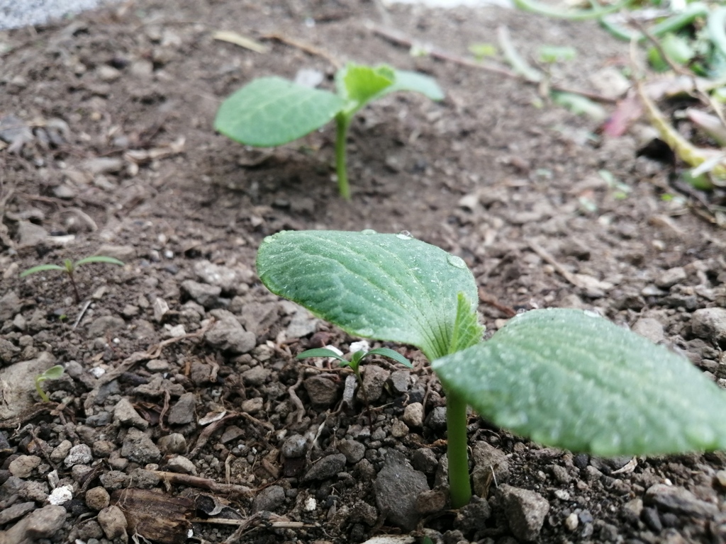 かぼちゃと、ピーマンの発芽