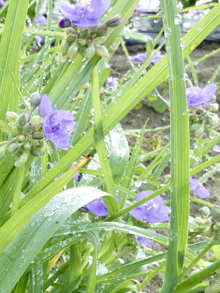 水滴まとって