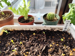 種まきから９日目