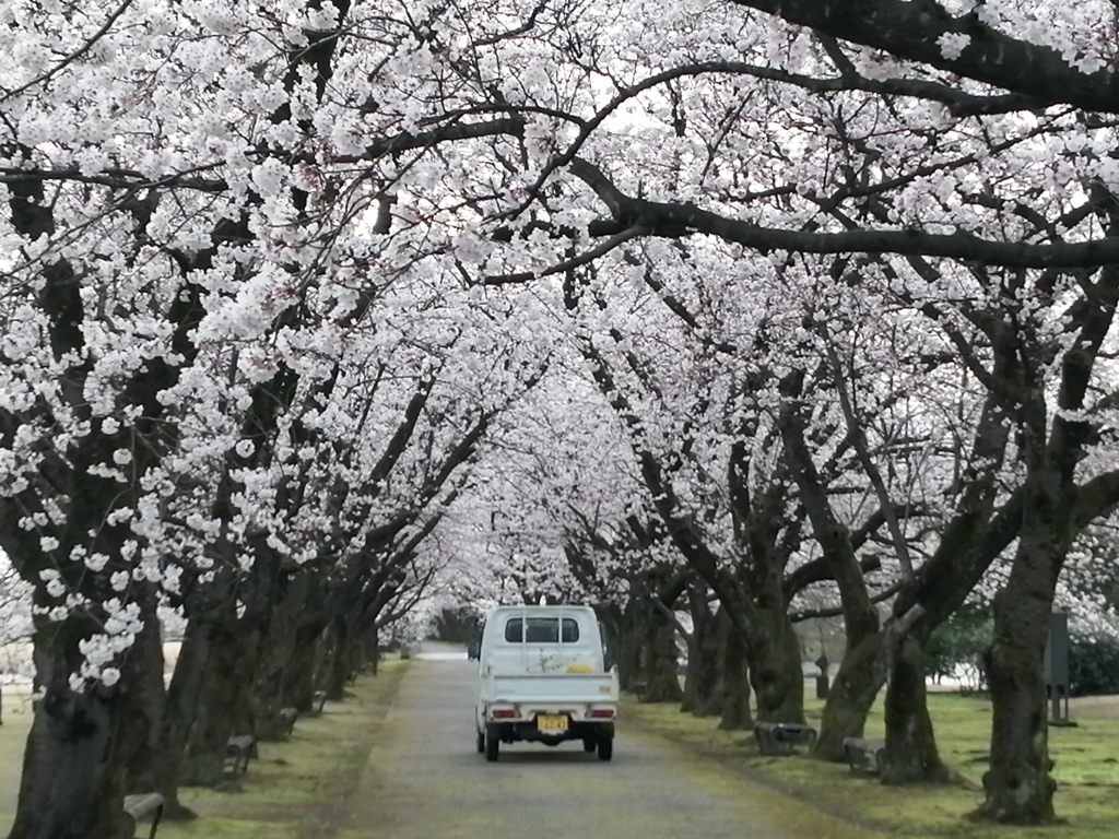 桜のなかを走り抜けてく真っ白な軽トラ