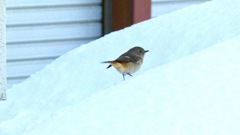 雪の上のジョビちゃん