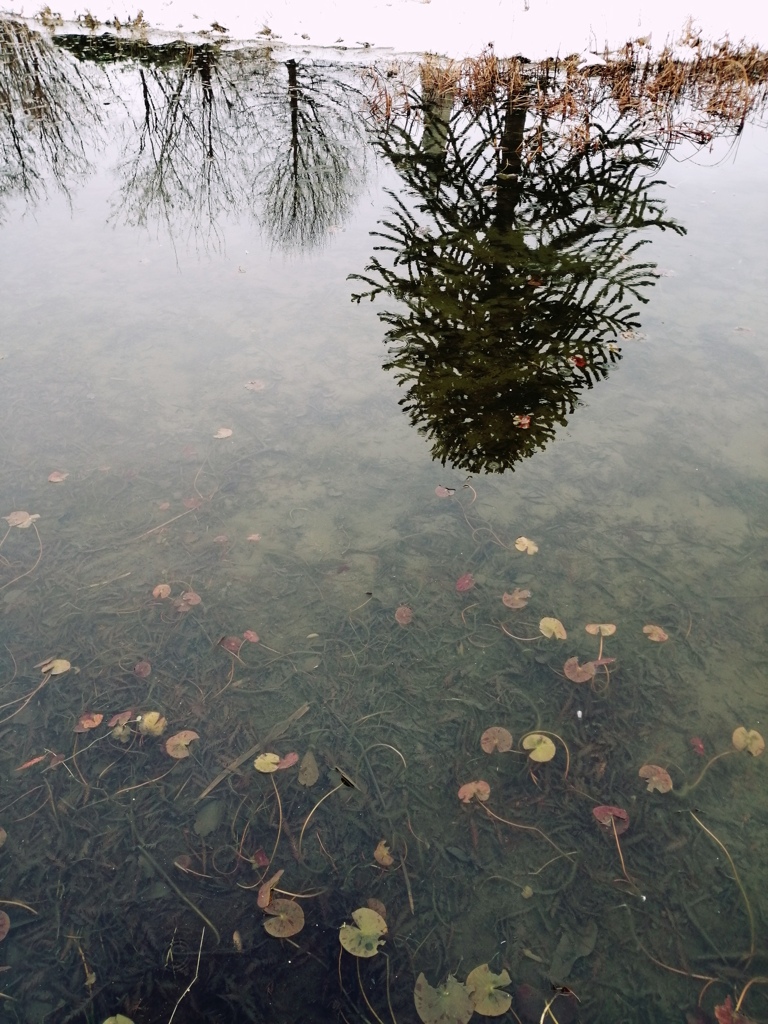 水辺のメルヘン