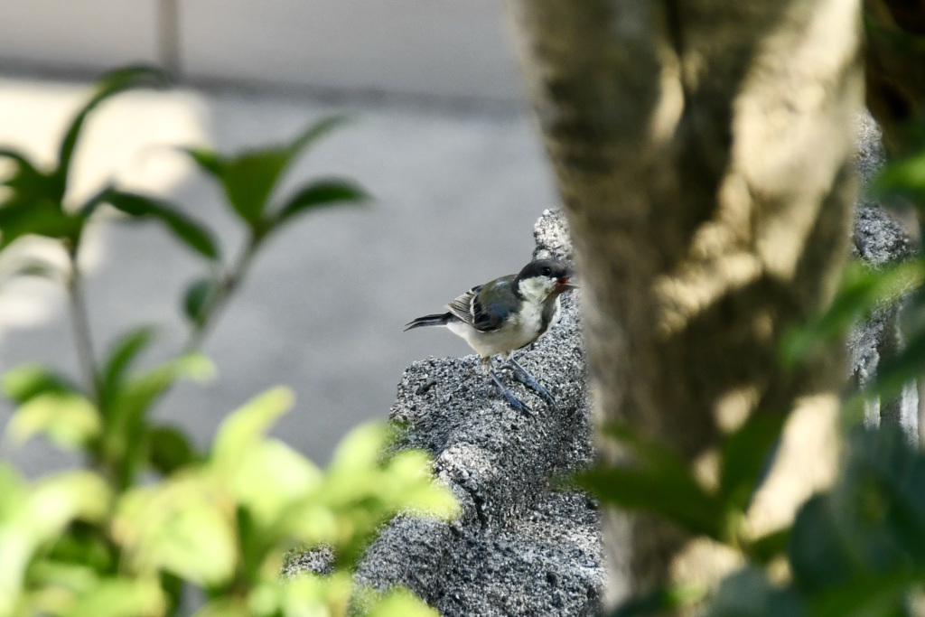 塀の四十雀さん