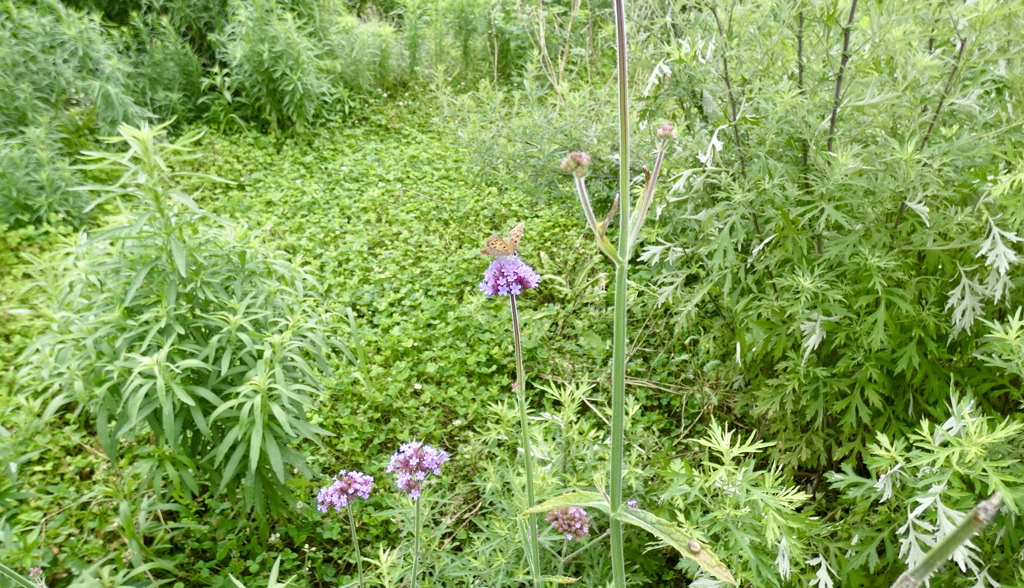 小さな森