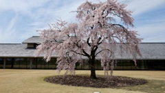 一本桜
