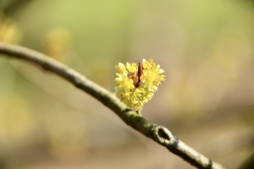 アブラチャンの花
