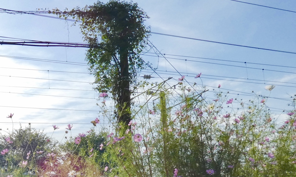 線路わきで