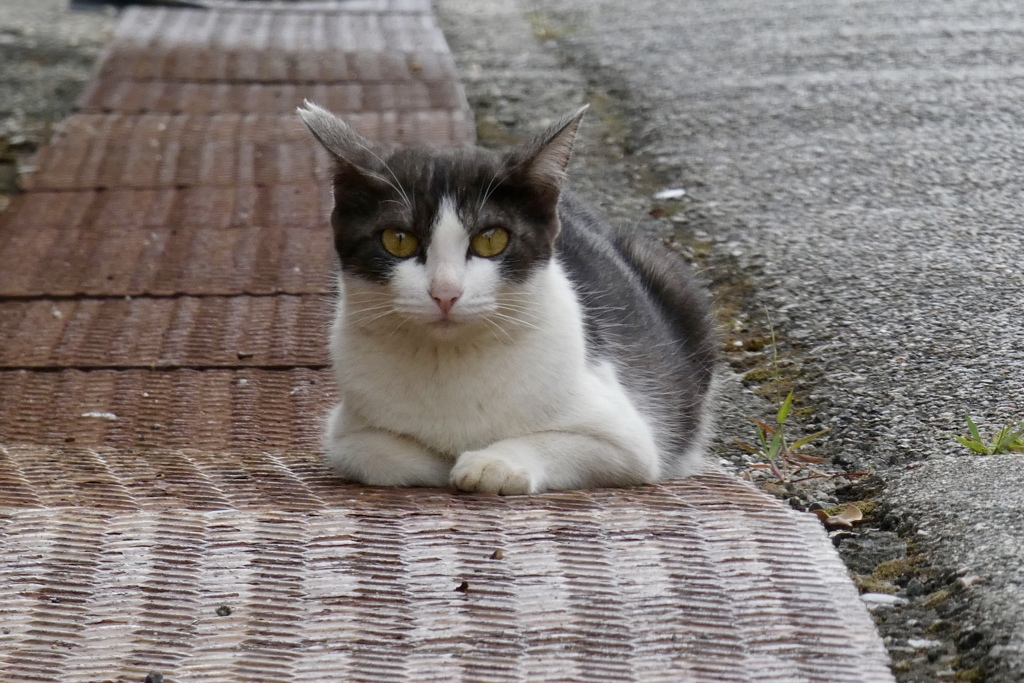 若いママ野良ネコ