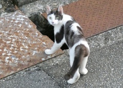 撮ってんじゃニャいよっ