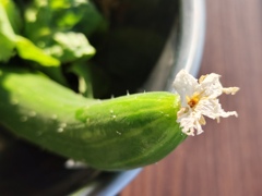 キュウリ花付き