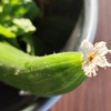 キュウリ花付き