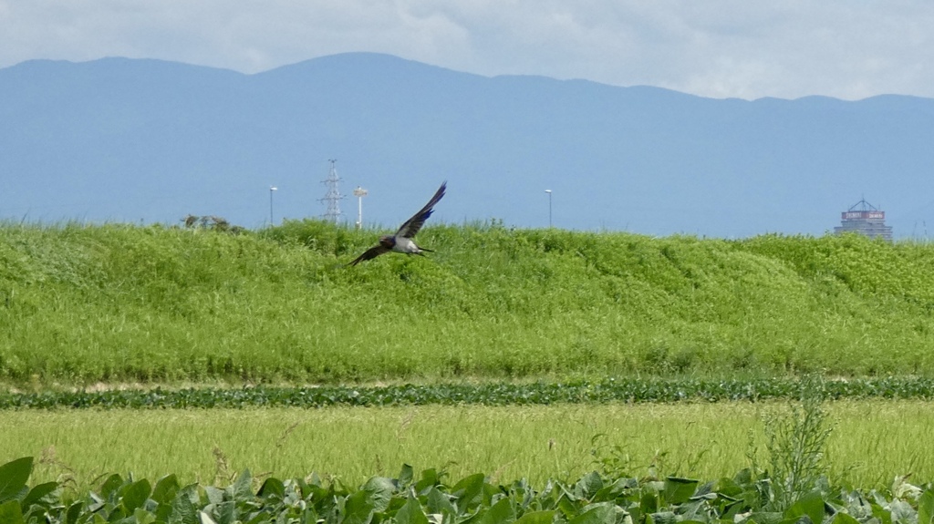 ツバメ飛ぶ