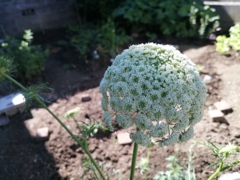 ベビーキャロットの花