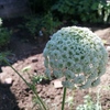 ベビーキャロットの花