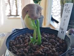 パキラ種まき10日後。