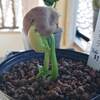パキラ種まき10日後。
