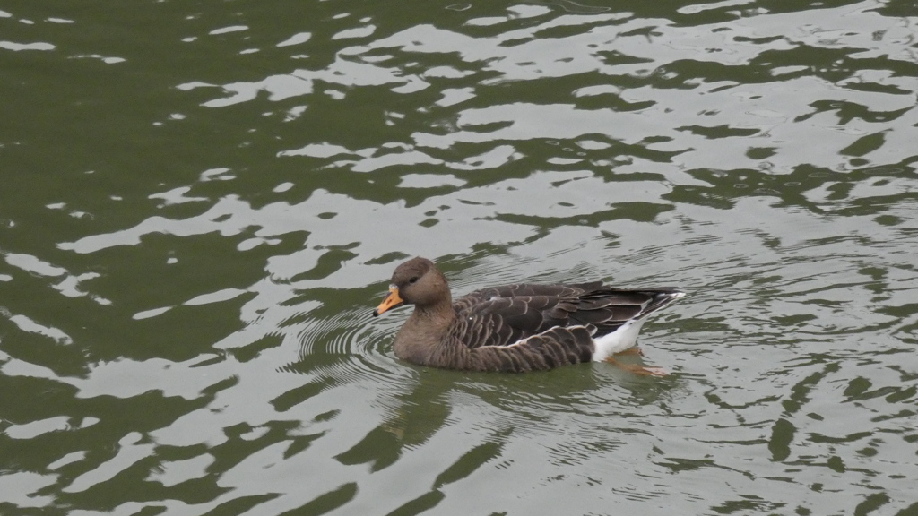 マガンの幼鳥さん泳ぐ