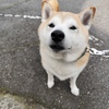 しばし見つめてくれた