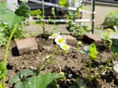 イチゴは花盛り