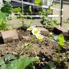 イチゴは花盛り