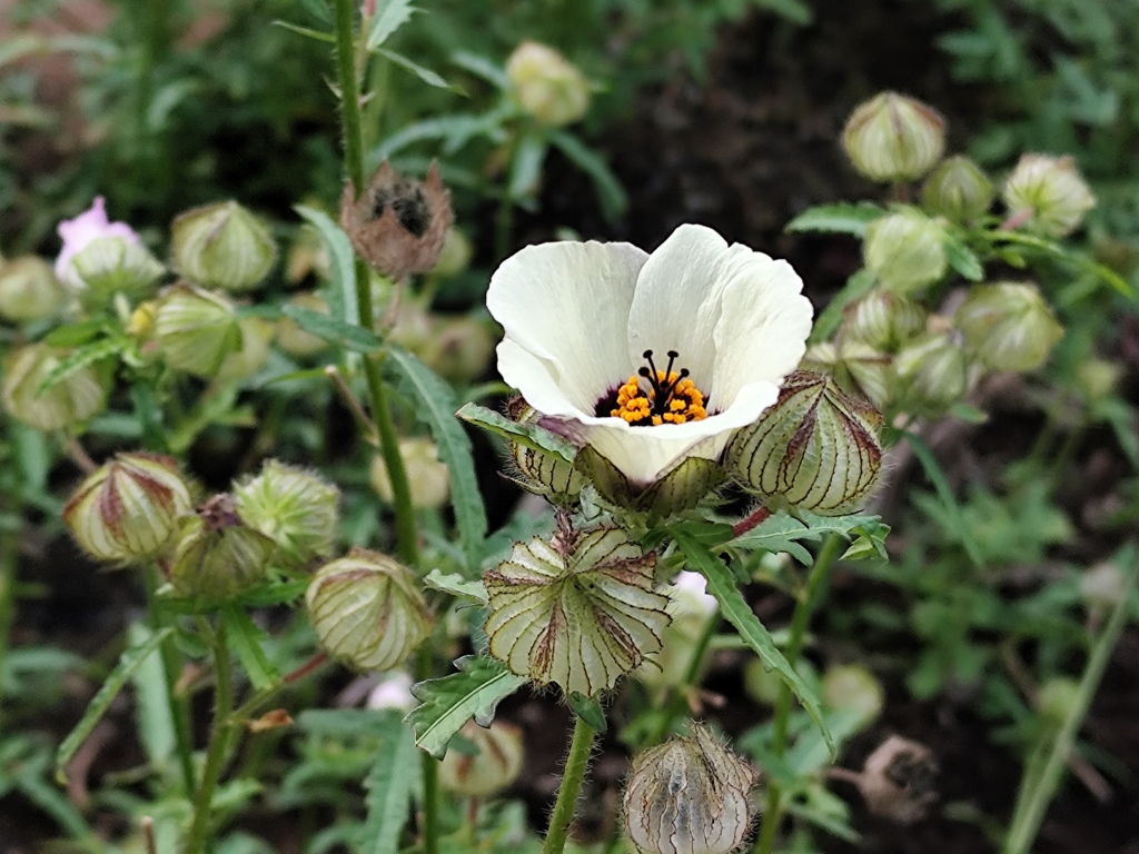 ギンセンカ（銀銭花）