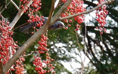 写り込んできた子