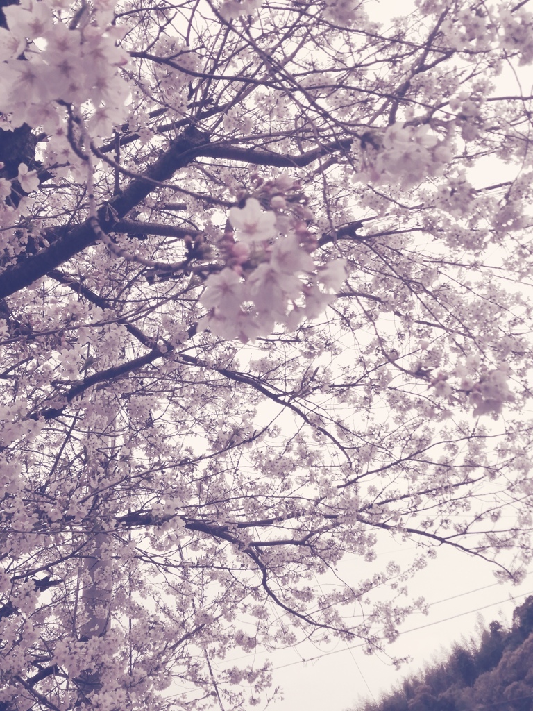 ふる里の桜