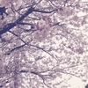 ふる里の桜