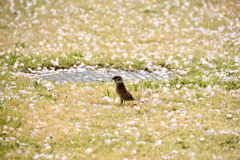 4月のチュン