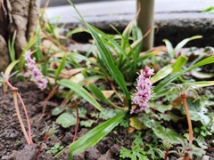 吉祥草の花が咲いた