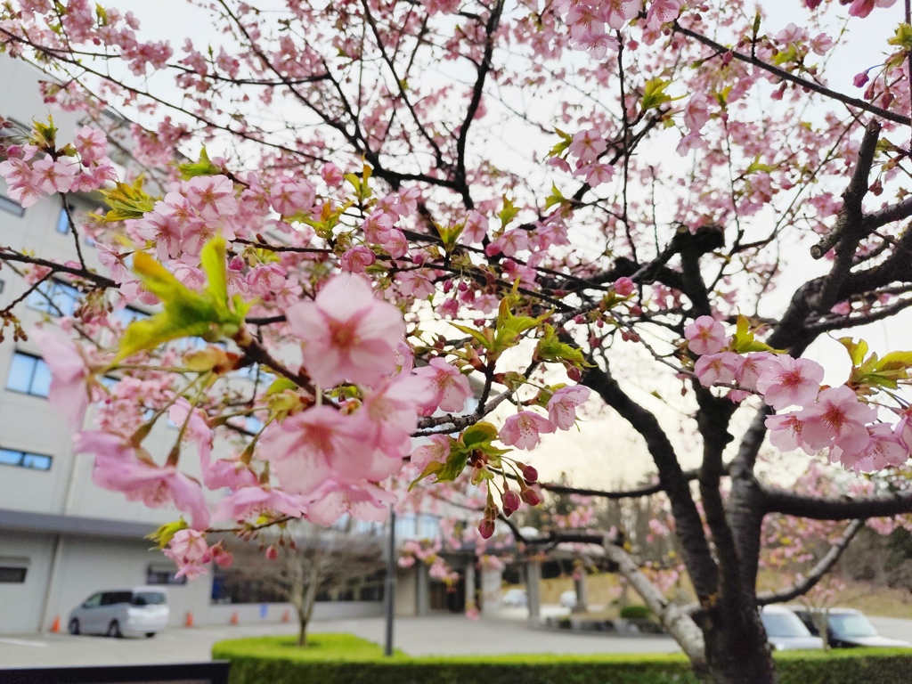 河津桜