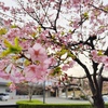 河津桜