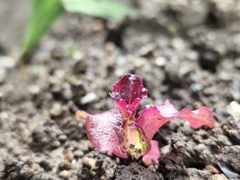 サニーレタスの芽生え