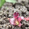 サニーレタスの芽生え