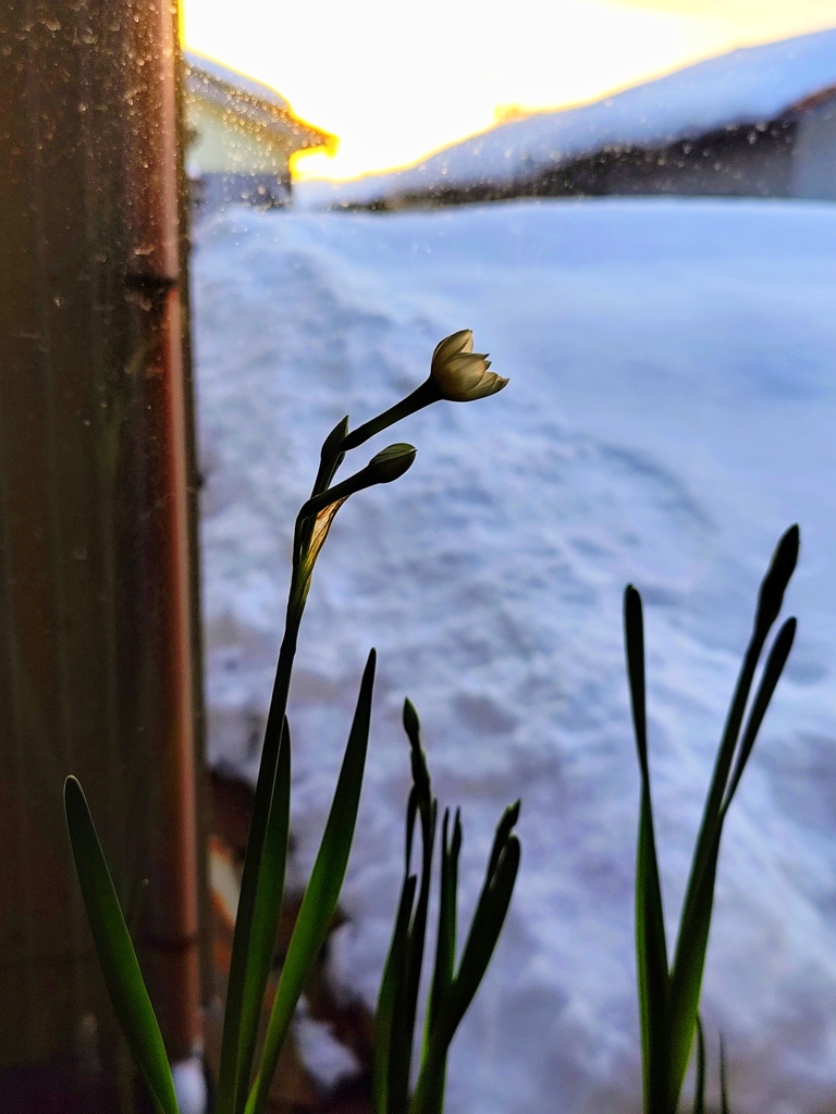 朝陽編…雪屋根と水仙