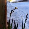 朝陽編…雪屋根と水仙