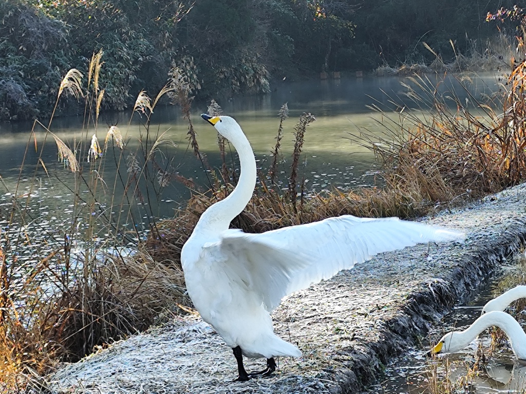 オオハクチョウ