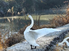 オオハクチョウ
